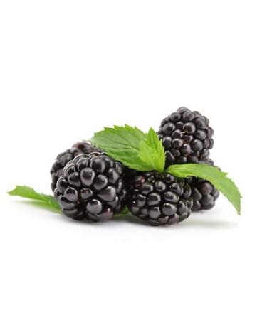 ISOSTEST -drops aroma i aromas for athletes I aromatization of drinks instant and dairy products I blackberry i 100 ml - made in germany blackberry - fruity aromatic 100 ml