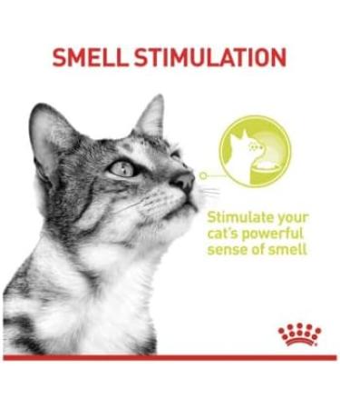 Royal Canin Sensory Smell in Jelly Wet Cat Food 85g (Pack of 48) - Buy Online on GoSupps.com