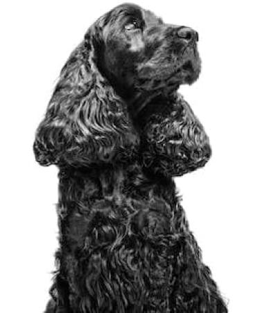 Royal Canin Veterinary Anallergenic 3 kg - Adult Dog All-In Diet | International Shipping Available - Buy Online on GoSupps.com