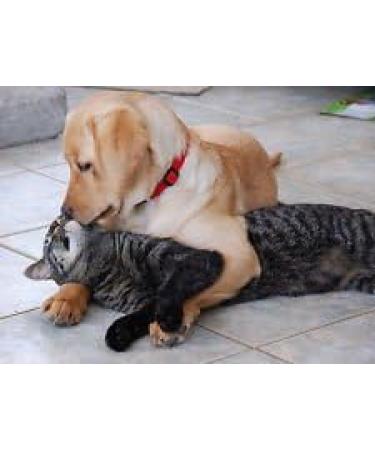 cat Protein Supplements - Omega 3 - for Dogs and Cats - Health and Wellness - cat Fish Oil Supplement - 3 Bottle (540 Softgels) - Buy Online on GoSupps.com