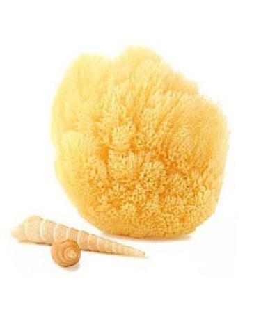 Natural Grass Sea Sponge - 5-6 Inch