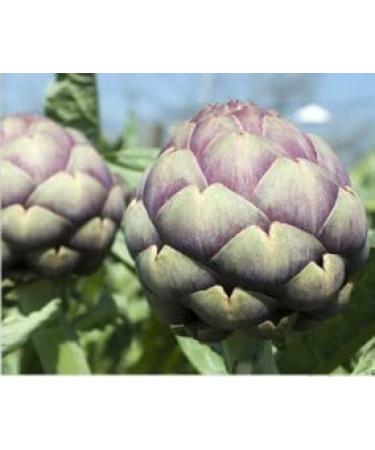 Petitfee Artichoke Soothing Hydrogel Eye Patch - Hydrate & Soothe Dark Circles | International Shipping Available - Buy Online on GoSupps.com