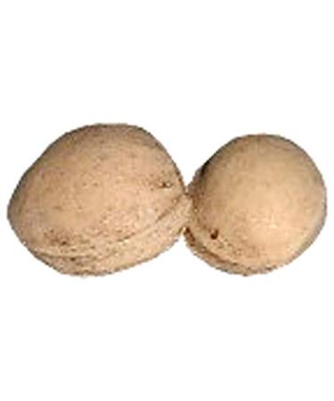 Loose Cherry Stones Cleaned - 5kg Filling Material for Heat Pads Pillows & Bags | International Shipping Available - Buy Online on GoSupps.com