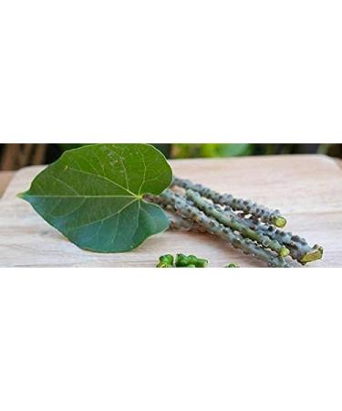 AHSD Giloy Satva 20gm 100 Pure - Buy Online on GoSupps.com