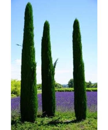 PurePlant Essentials 100% Pure Bartholin Gland Cyst - Organic and Wild Crafted Essential Oils Blend Diluted in Light Coconut Oil - 2 Ounce - Buy Online on GoSupps.com