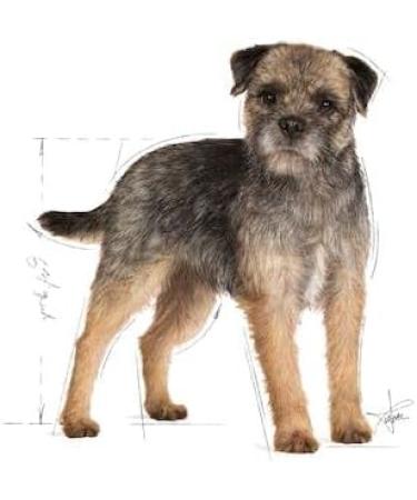 Royal Canin Sterilized Mousse | 12 x 85 g | Complete Food for Adult and Sterilized Dogs from 10 Months | Digestible Proteins - Buy Online on GoSupps.com