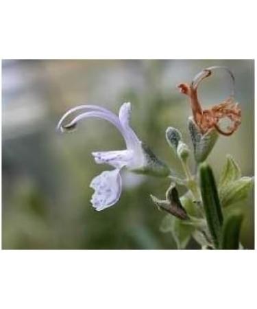 Rosemary leaf 1 KG POWDER Rosmarinus officinalis - Buy Online on GoSupps.com