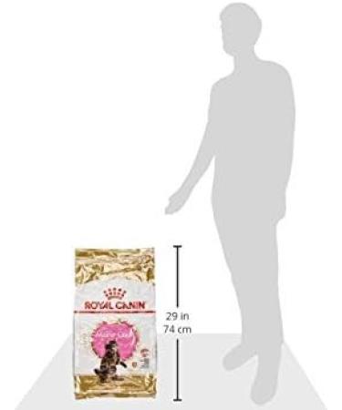 Royal Canin Maine Coon Kitten Dry Cat Food 10kg - Buy Online on GoSupps.com