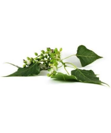 POPLIER - 30mL - Organic Bud Macerate - Buy Online on GoSupps.com