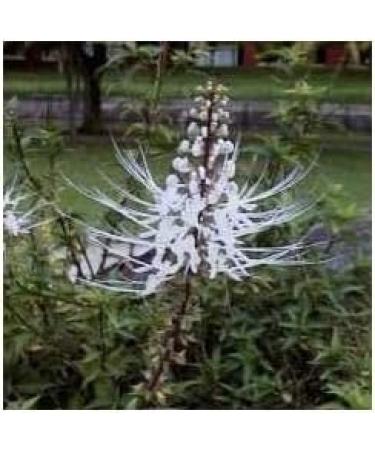 Orthosiphon leaf 1 kg powder Orthosiphon stamineus - Buy Online on GoSupps.com