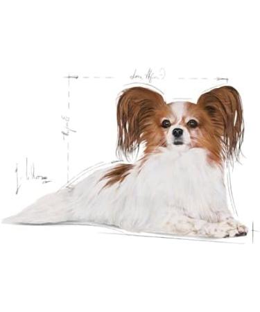 Royal Canin X-Small Ageing 12+ Very Small Breed Senior Dogs | Pack of 4 | 4 x 500 g | Complete Food for Dogs | for Very Small Breed Dogs in the Second Half of Their Life - Buy Online on GoSupps.com