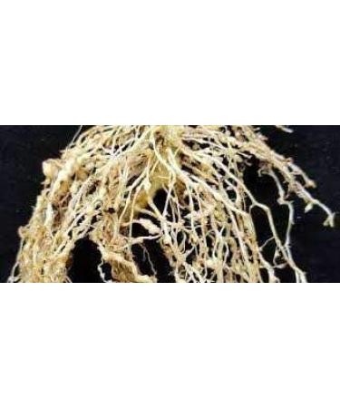 ORGANIZE Tridev ayurveda Bhindi RootLadyfingerBhindi Plantaerdig Wortelpoeder 100 gm - Buy Online on GoSupps.com