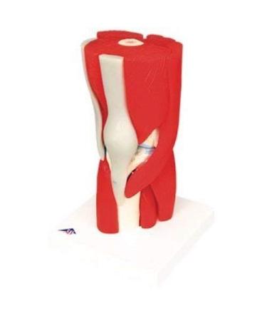 Anatomical Joint Models Knee Joint with Removable Muscles