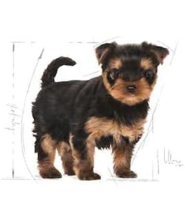Royal Canin Yorkshire Terrier Puppy | 1.5 kg | Dry food for Yorkshire Terrier puppies up to 10 months | to support the immune system | for a beautiful coat and healthy teeth - Buy Online on GoSupps.com