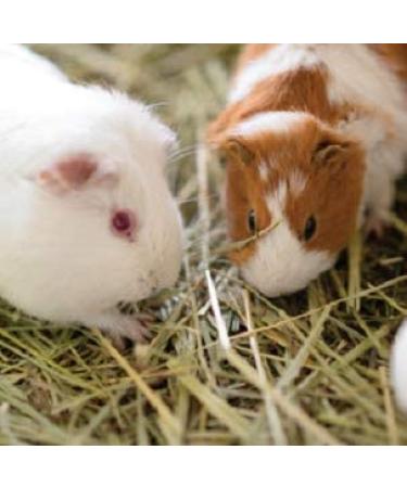 Organic Blue Mountain Hay Bedding Straw for Small Pets & Chickens - 3 lb Fresh Farm Delivery - Buy Online on GoSupps.com