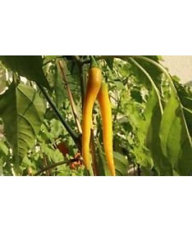 Organic Golden Cayenne Pepper (Capsicum annuum) freschi essiccati in salamoia Hot Sauce (300 semi)