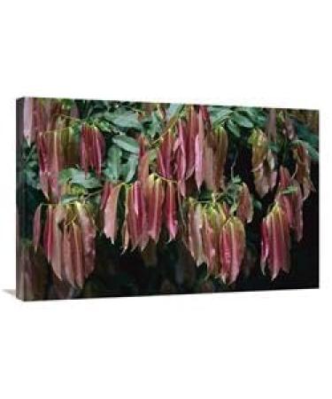 24 x 36 in. Young Red Leaves Lacking Chlorophyll Barro Colorado Island Panama Art Print - Christian Ziegler