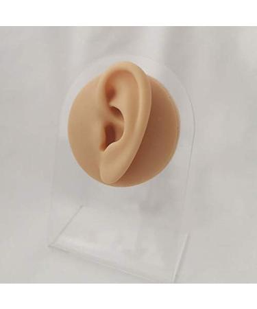 Silicone Ear Model - Simulation Human Ear Model - for Human Body Piercing Acupuncture and Moxibustion Ear Practice Teaching Earrings Earrings Show - Buy Online on GoSupps.com