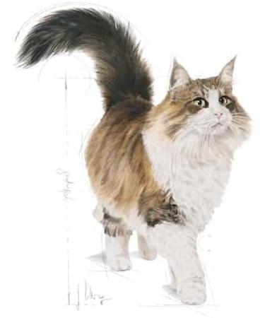 Royal Canin Instinctive Complete Adult Wet Food in Jelly 48 x 85g - Buy Online on GoSupps.com