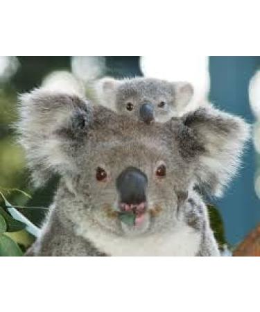 Eucalyptus Essential Oil 100% PURE16 oz - Buy Online on GoSupps.com