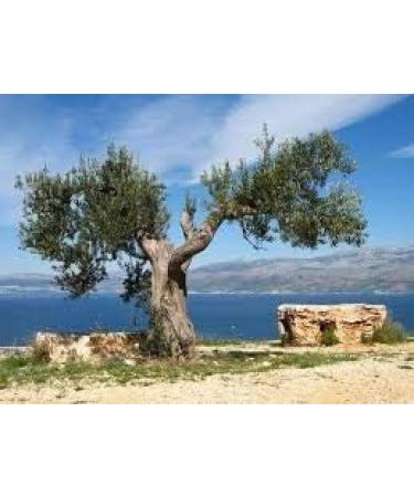  Gnavolini Raccolta Sapore Gnavolini Raccolta Sapore Blue Line Cold Extra Virgin Olive Oil | 5 Litre Tin | The most versatile olive oil for cooking... - Buy Online on GoSupps.com