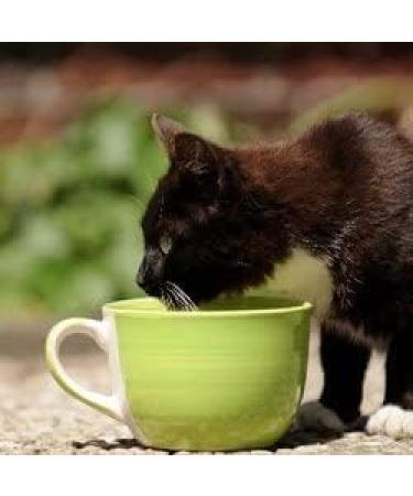 Alfavet ReConvales Power Double Pack - Dietary Supplement for Dogs & Cats | Fattening Paste for Underweight Pets | 2 x 140g Tubes - Buy Online on GoSupps.com