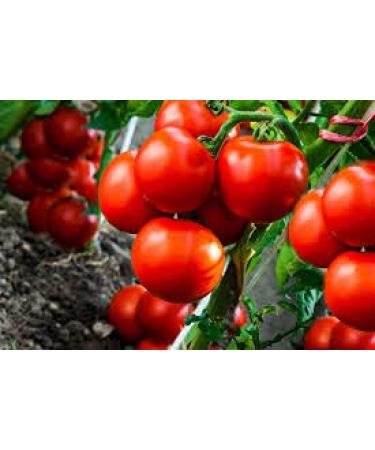 Semi di ortaggi Sweet Chelsea Tomato