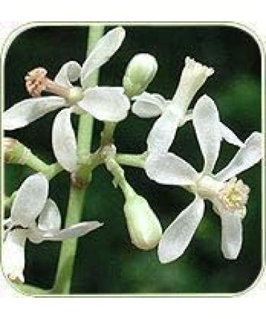 neotea Azadirachta Indica Neem Flower Powder Veppam Poo 200 GM | Neem Flower(Veppam) Powder | Pure & Herbal (Neem) Pushpam Poo | Premium & Organic Indian Lilac Flower Poo - Buy Online on GoSupps.com