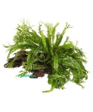 Aqua Essentials Microsorum windelov on Wood - Small