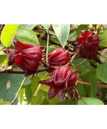 JOKE Organic Sun Dried Whole Roselle Flower Herbal Tea 200 g Hibiscus Sabdariffa - Buy Online on GoSupps.com