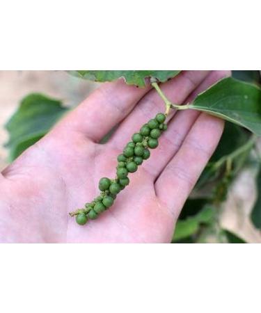  Chabioth Chabioth - Organic Black Pepper 1 kg - Malabar India - Whole Grain Spice - Buy Online on GoSupps.com