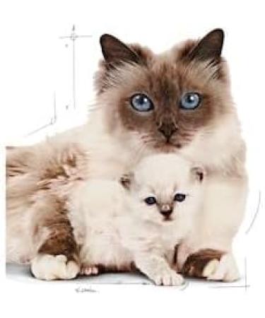 Royal Canin Dry Cat Food Mother & Baby 34 Complete Food 400 g 400 g (Pack of 1) - Buy Online on GoSupps.com