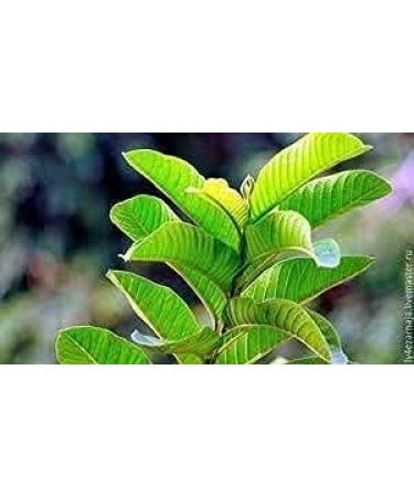 PUB Guava BladerenAmrood PattiKoiya ilai Poeder 100 grams - Buy Online on GoSupps.com