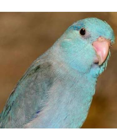 Birds LOVE All Natural Garden Blend 2lb - Small Birds - Pack of 1 - Buy Online on GoSupps.com