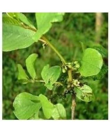 Buckthorn bark 250g POWDER Rhamnus frangula - Buy Online on GoSupps.com