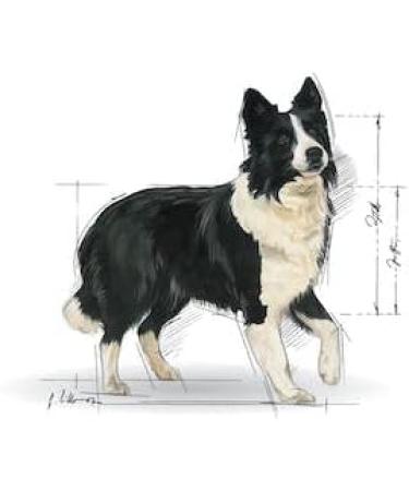 ROYAL CANIN Medium Digestive Care Dog Food 3 kg - Buy Online on GoSupps.com