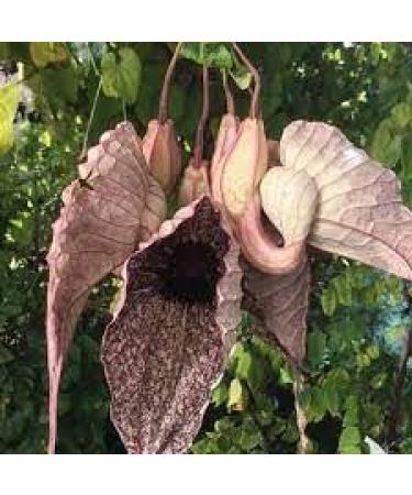 Maqueen 1pc // Duck Flower 1 Ducks // Dried Flowers