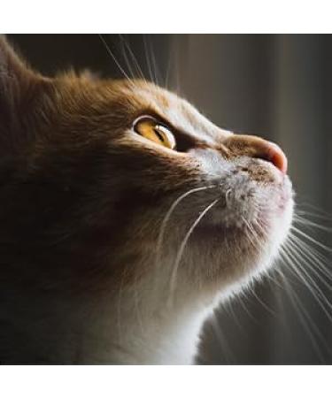 NeuWook Black Cat Harness & Lead Set - Escape Proof, Adjustable Reflective Vest for Small Dogs & Cats - Buy Online on GoSupps.com