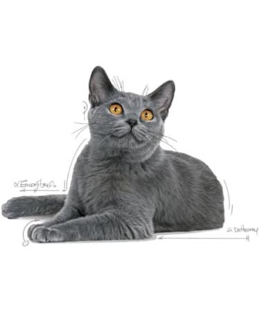 Royal Canin Dental Care Adult Dry Cat Food 3 x 400g - Buy Online on GoSupps.com