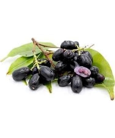 AWADH-Jamun Sirka Desi Plain Jamun Sirka Black Plum Vinegar Neredu Vinegar Naaval Pazham Vinegar-450ml - Buy Online on GoSupps.com