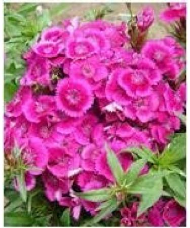 50 Della miscela di Colore Della Margherita Piante Chrysanthemum semi di Fiore esotico Fiori ornamentali per la casa & decorazione del giardino