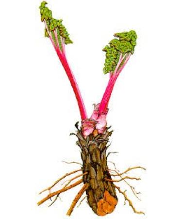 Extra Strength Rhubarb Herbal Digestive Lozenges - Soothing Relief for Digestive Health | Ships Worldwide - Buy Online on GoSupps.com