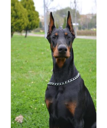 Rastro Dog Ear Cartilage Tissue Building Support Glucosamine Ear Lift - Buy Online on GoSupps.com