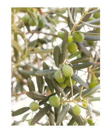 LOHAN GIDA Green Olives Stone Crushed Unsalted In Bitter Juice Net 2 Kg - Buy Online on GoSupps.com