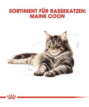 Royal Canin Maine Coon Complete Adult Dry Cat Food 3 x 400g - Buy Online on GoSupps.com