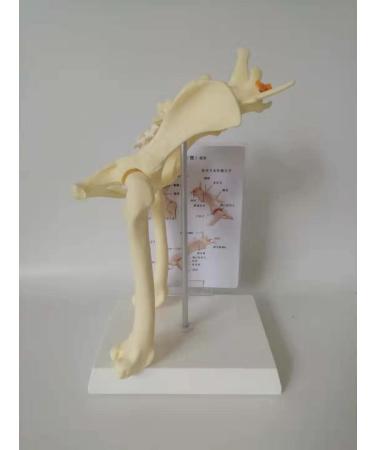 Canine Pelvis Model Canine Hip Joint Model Animal Body Anatomy Replica of Dog Pelvis for Veterinary Office Educational Tool - Buy Online on GoSupps.com