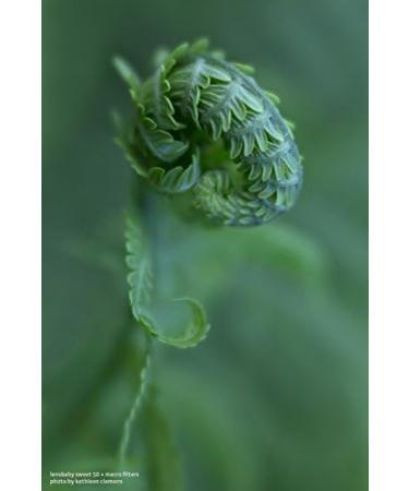 Lensbaby 46mm Macro Filter Kit - Explore Close-Up Photography - Buy Online on GoSupps.com