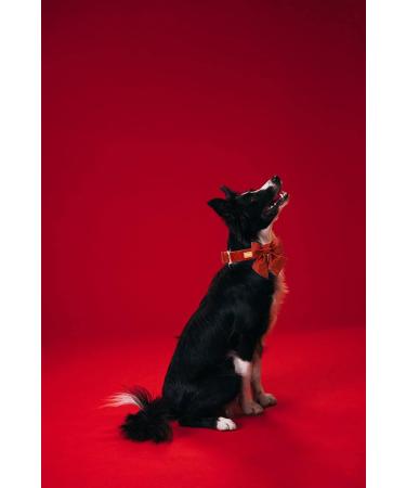 Unique Style Paws Adjustable Silk Dog Collar - Halloween Edition for Small Puppies & Cats - Durable & Festive in Tangerine - Buy Online on GoSupps.com