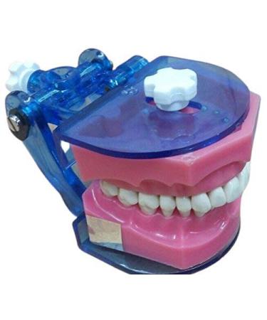 Typhodent Jaw Set - Buy Online on GoSupps.com