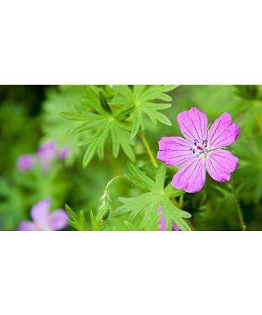 Indigo Herbs Emotional Balance Roller | 10ml Etheric Oil Blend with Geranium Lavender Fennel & Bergamot for Relaxation - Buy Online on GoSupps.com